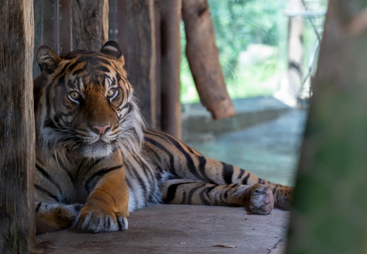 San Diego Zoo and Safari Park